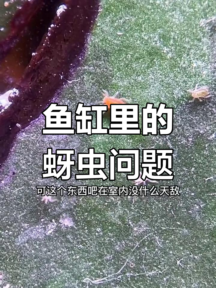 鱼缸里的小虫子,竟然是蚜虫!它们繁殖太快让人头疼