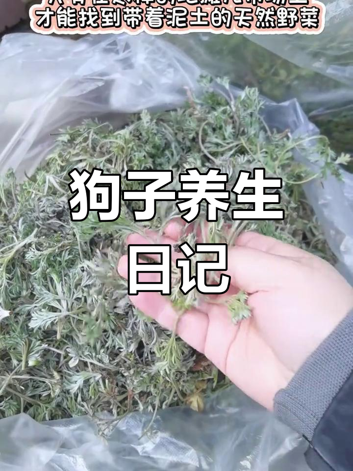 狗狗也爱野菜,逆龄养生秘笈大公开!