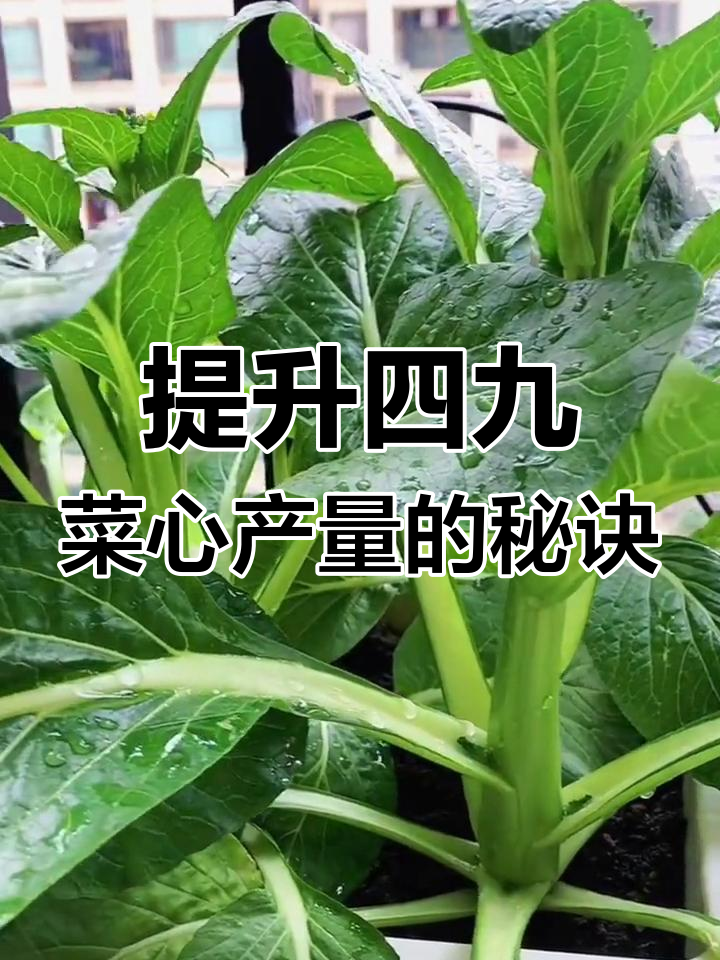 四九菜心种植技巧大公开,轻松提高产量