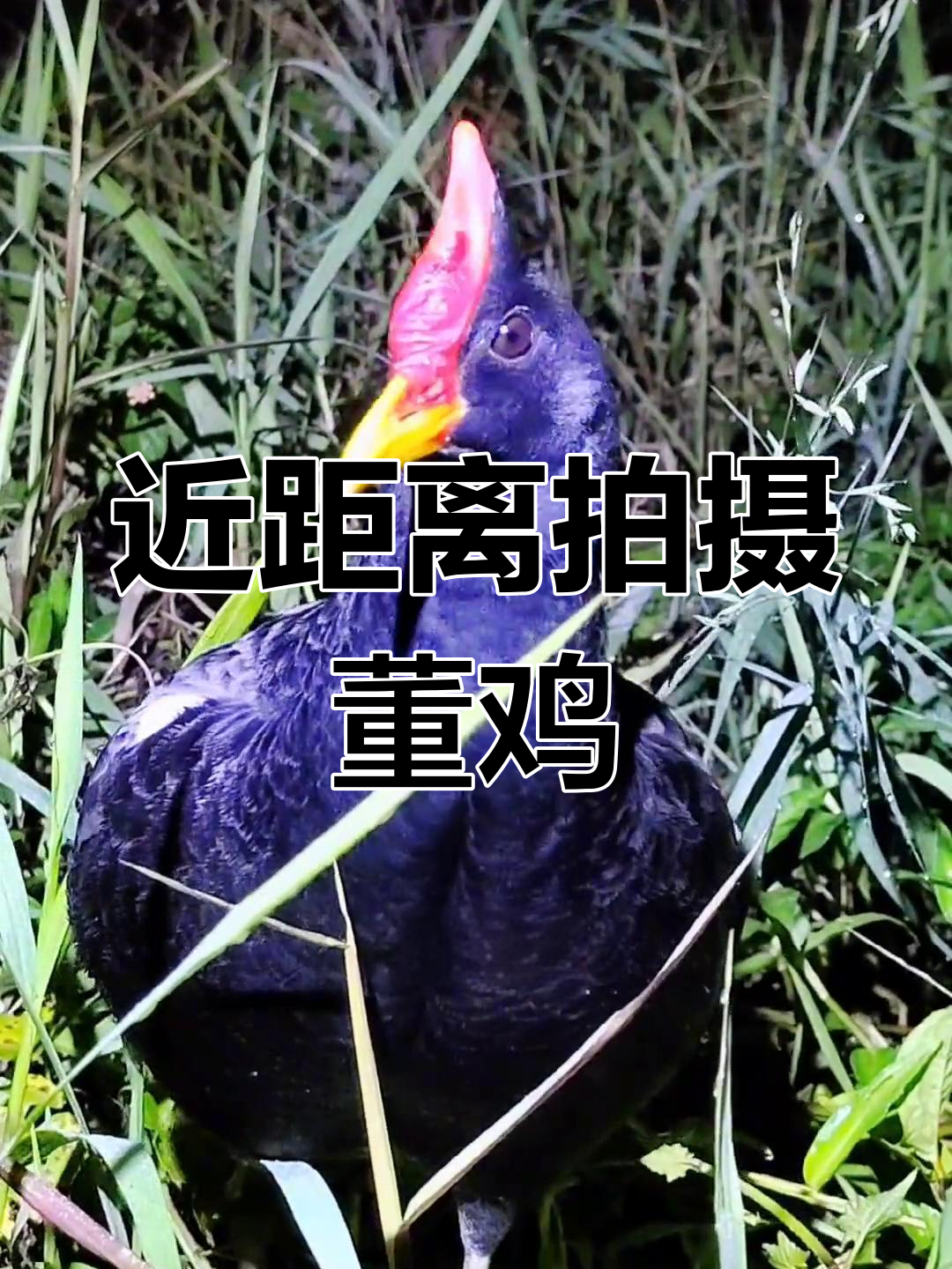 董鸡:沼泽稻田中的夏候鸟