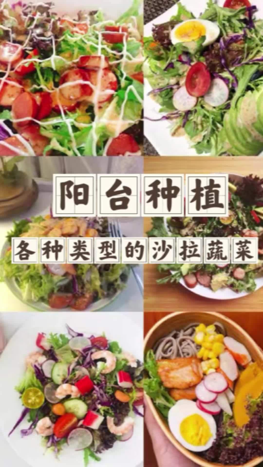 阳台也可以种植的沙拉菜,好看好吃好养。蔬菜种子 家庭种植 阳台种菜