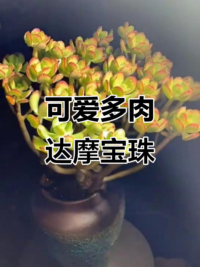 多肉达摩宝珠：萌趣植物，轻松养护