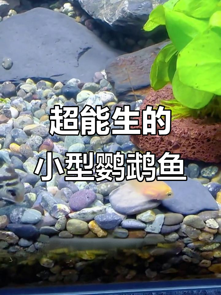 迷你鹦鹉鱼:比孔雀更能生的观赏鱼,繁殖力惊人
