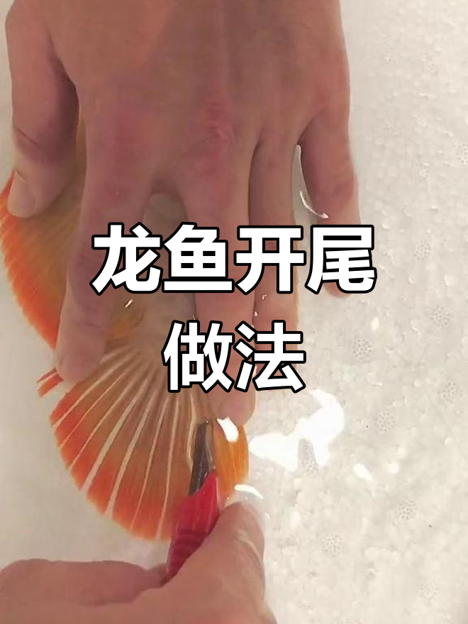 龙鱼开尾大揭秘,怎么做才好吃?