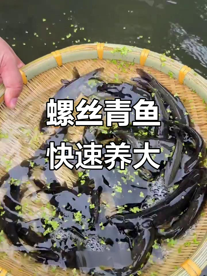 螺丝青鱼养殖技巧:喂螺蛳蚌壳,三五月就能长大