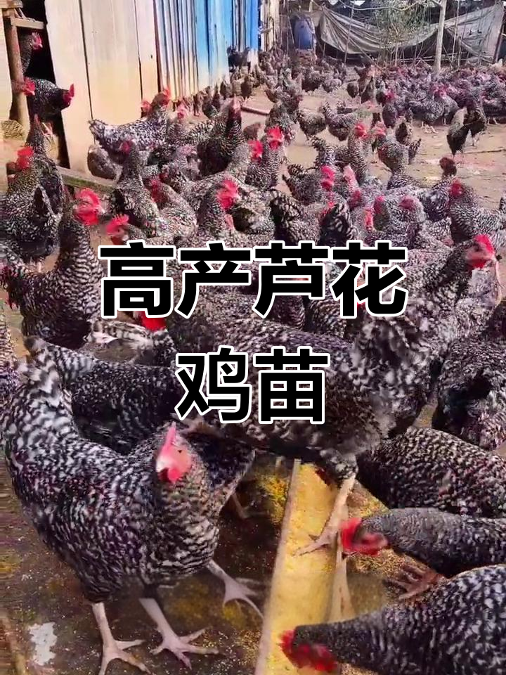 芦花鸡苗好饲养,绿壳蛋年产量高