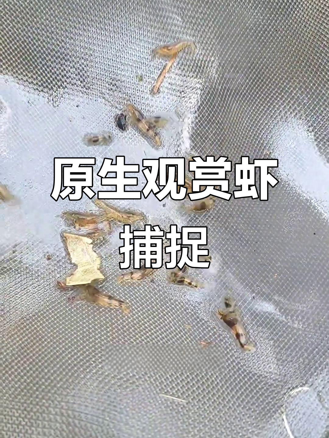 野采原生虾,蜜蜂水晶虾大揭秘