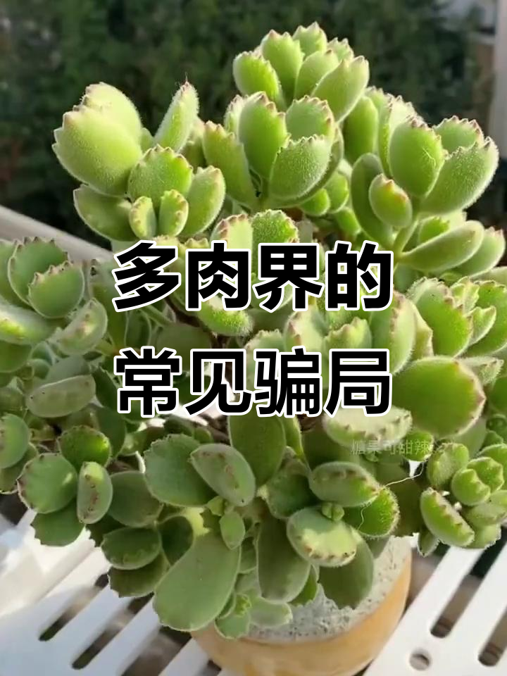 揭秘多肉界骗局:山地玫瑰和熊童指真相大曝光