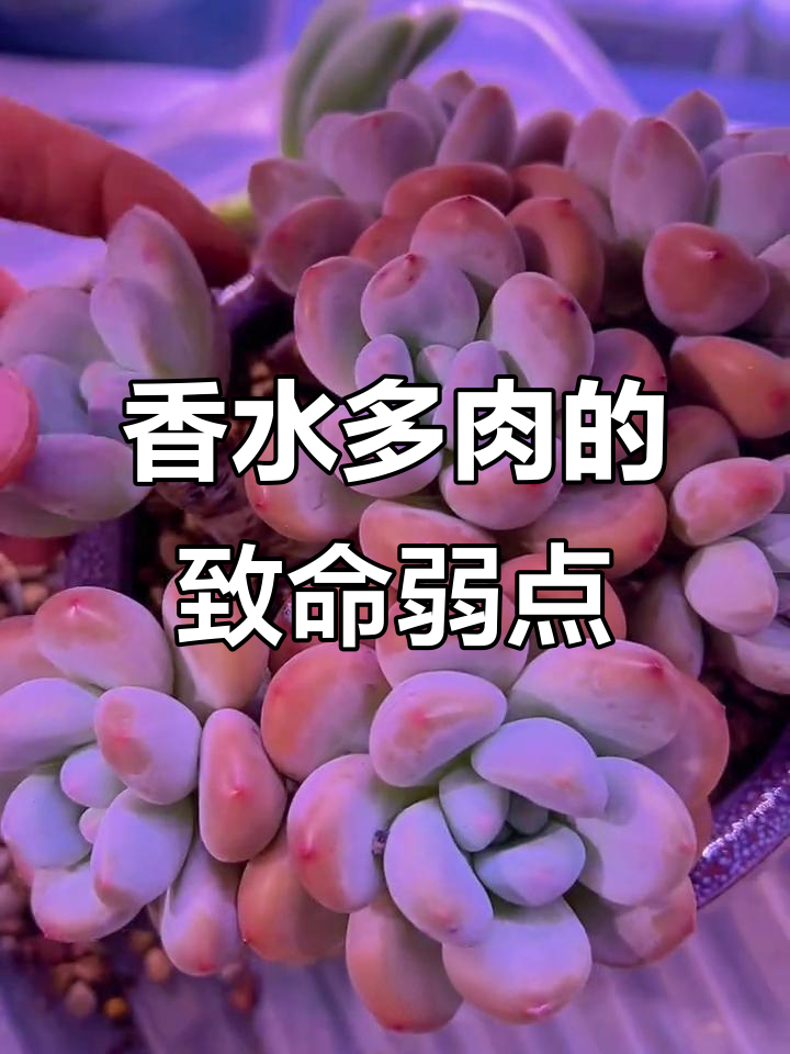 香水多肉养护大揭秘:如何避免根部腐烂和壳虫危害