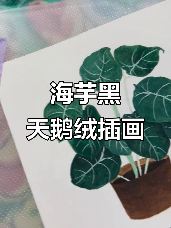 黑天鹅绒海芋的美丽插画,神秘又迷人