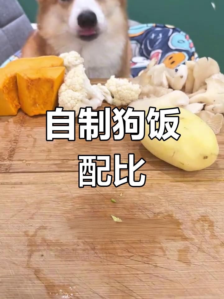 一周自制狗饭食谱,营养搭配全解析