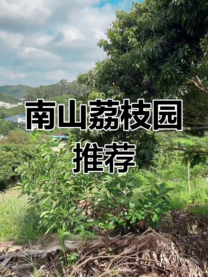 深圳南山荔枝园:桂味糯米糍,早熟又甜美