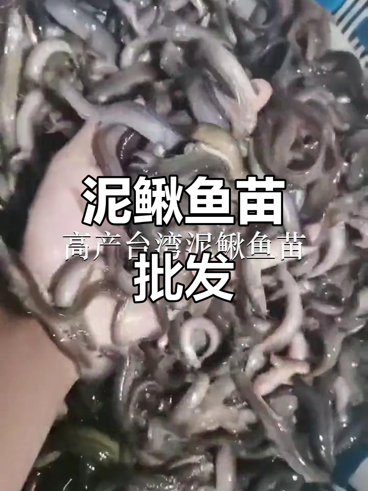 台湾泥鳅鱼苗批发,深圳各区均有供应