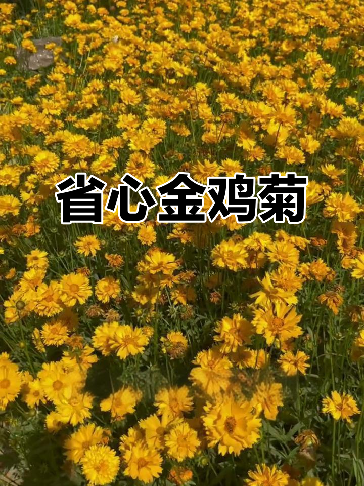 金鸡菊:耐寒耐旱,一次种植多年开花