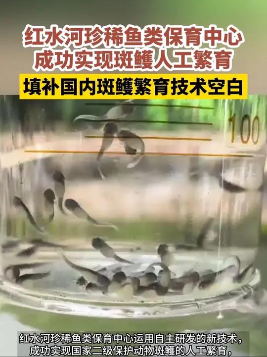 红水河珍稀鱼类保育中心成功实现斑鳠人工繁育