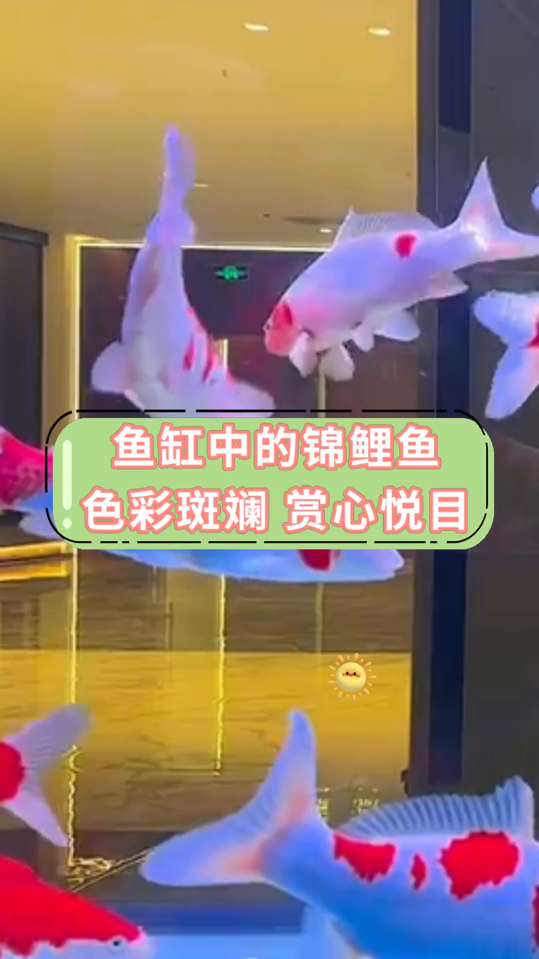 鱼缸中的锦鲤鱼色彩斑斓 赏心悦目