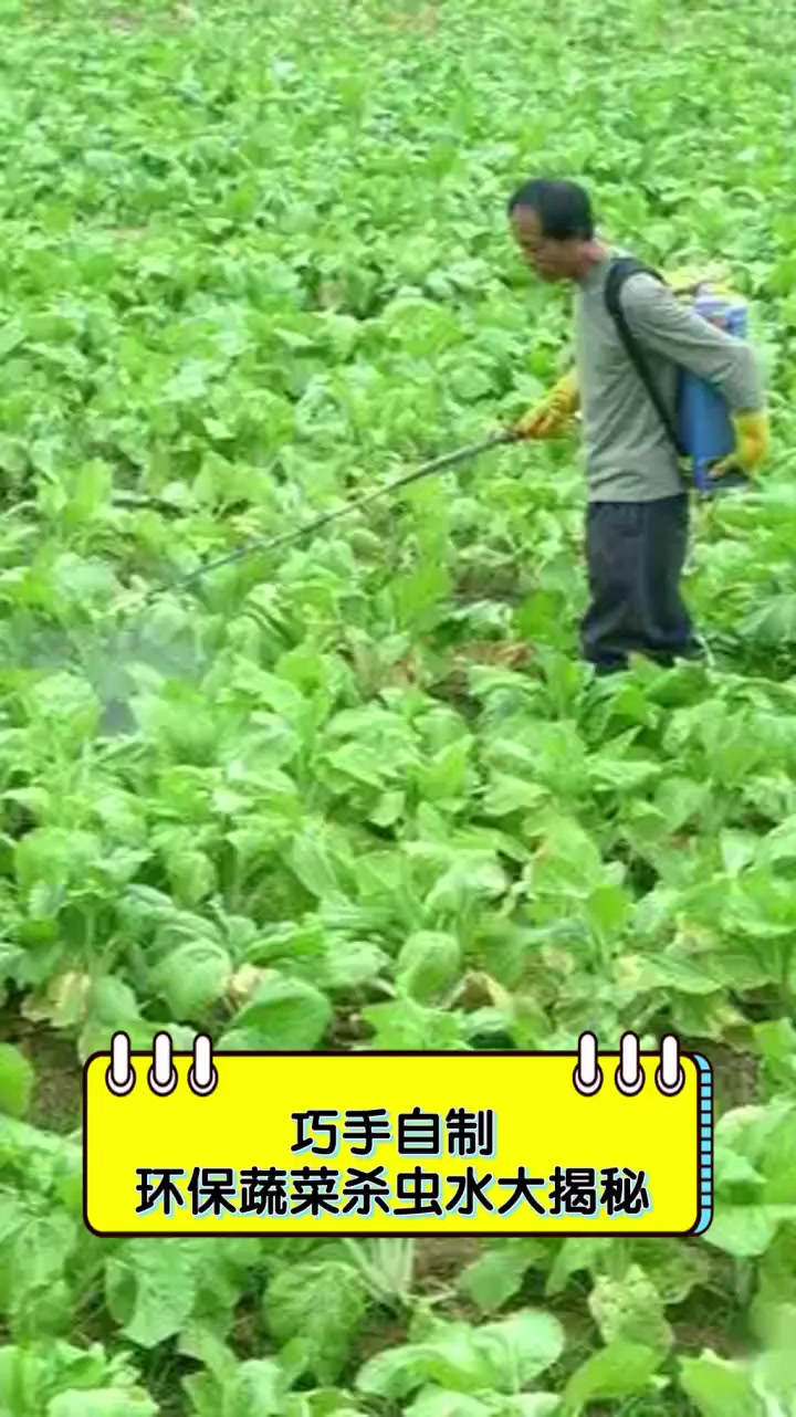 巧手自制,环保蔬菜杀虫水大揭秘