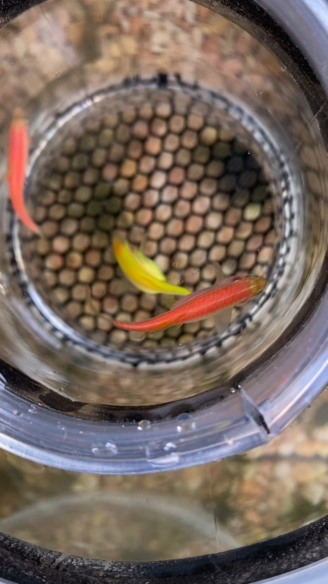 大家帮我看看这条黄色的斑马鱼是要产卵了吧?之前隔离了好几次都没产卵今天看到肚