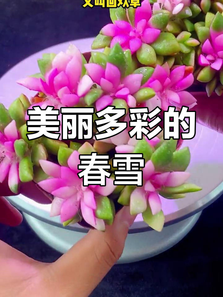 吹雪之松锦:色彩鲜艳的多肉植物