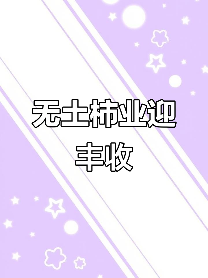 农户无土栽培柿子,丰收在望价格高