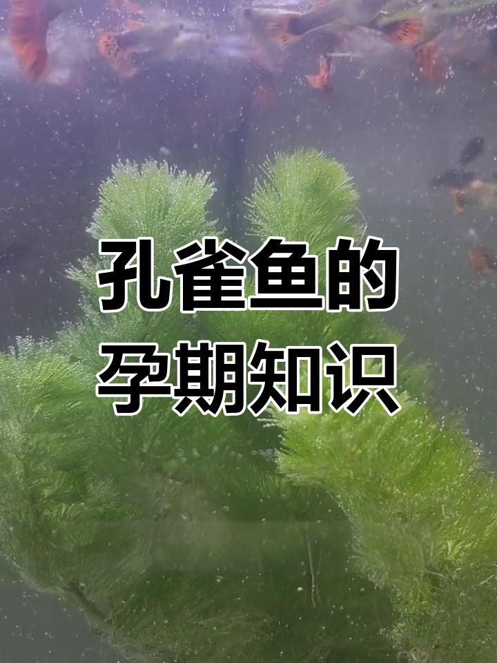 孔雀鱼怀孕全过程揭秘