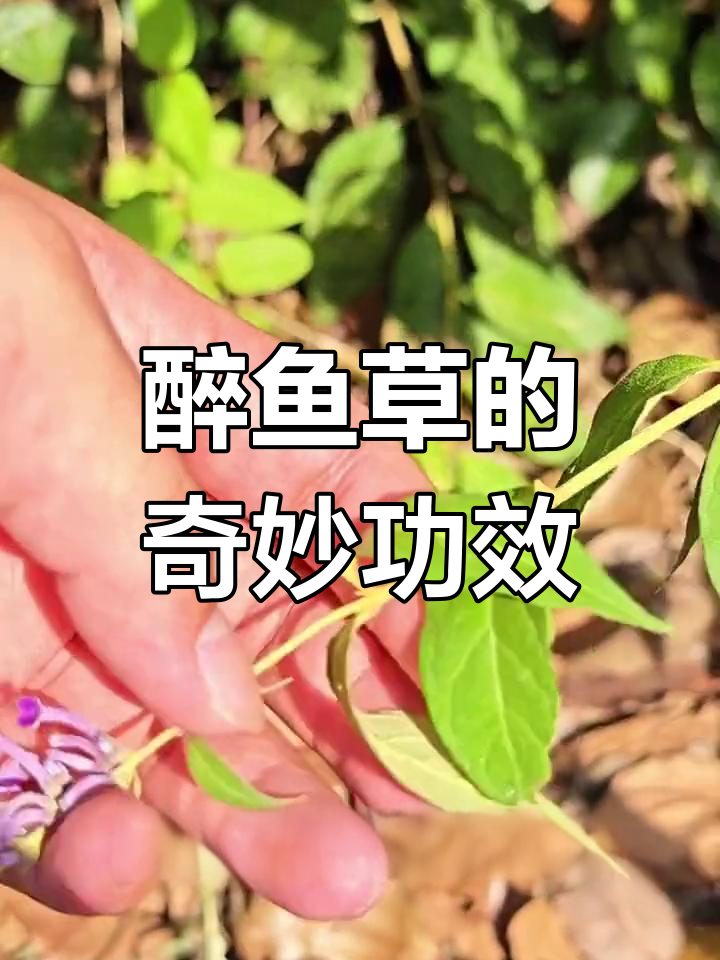 醉鱼草:神奇植物能麻醉鱼类
