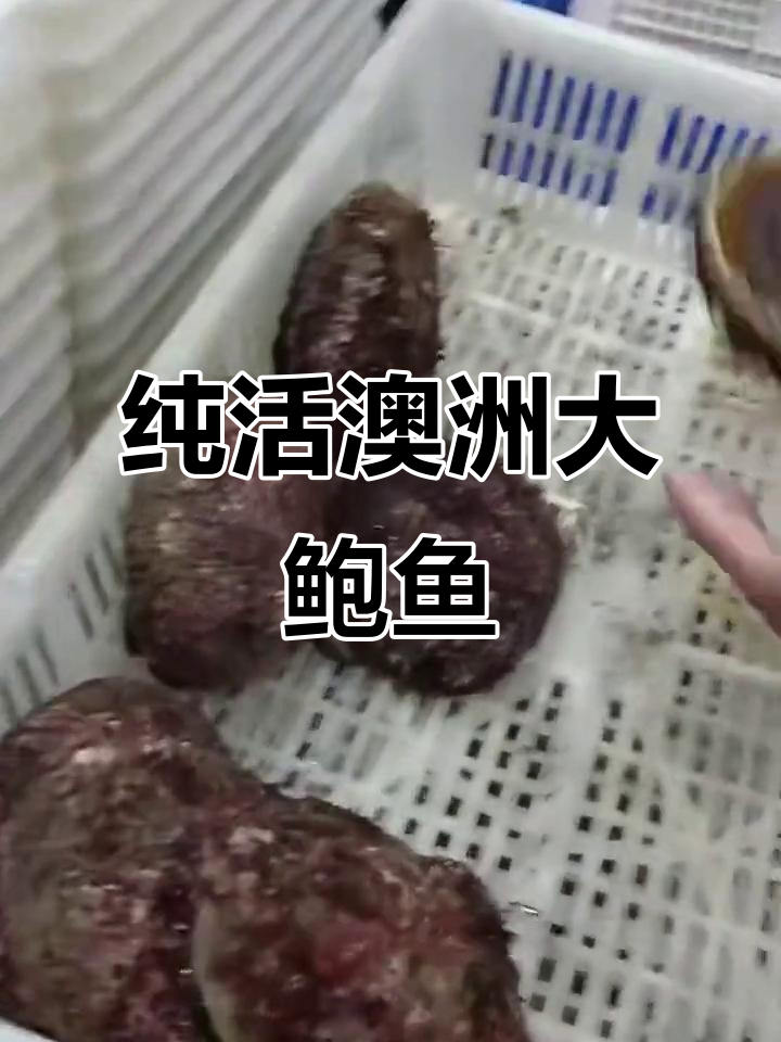 澳洲野生大鲍鱼，500克到800克不等，肉质鲜美无比