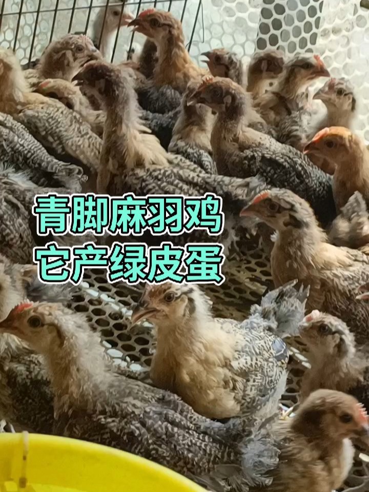 青脚麻羽鸡
