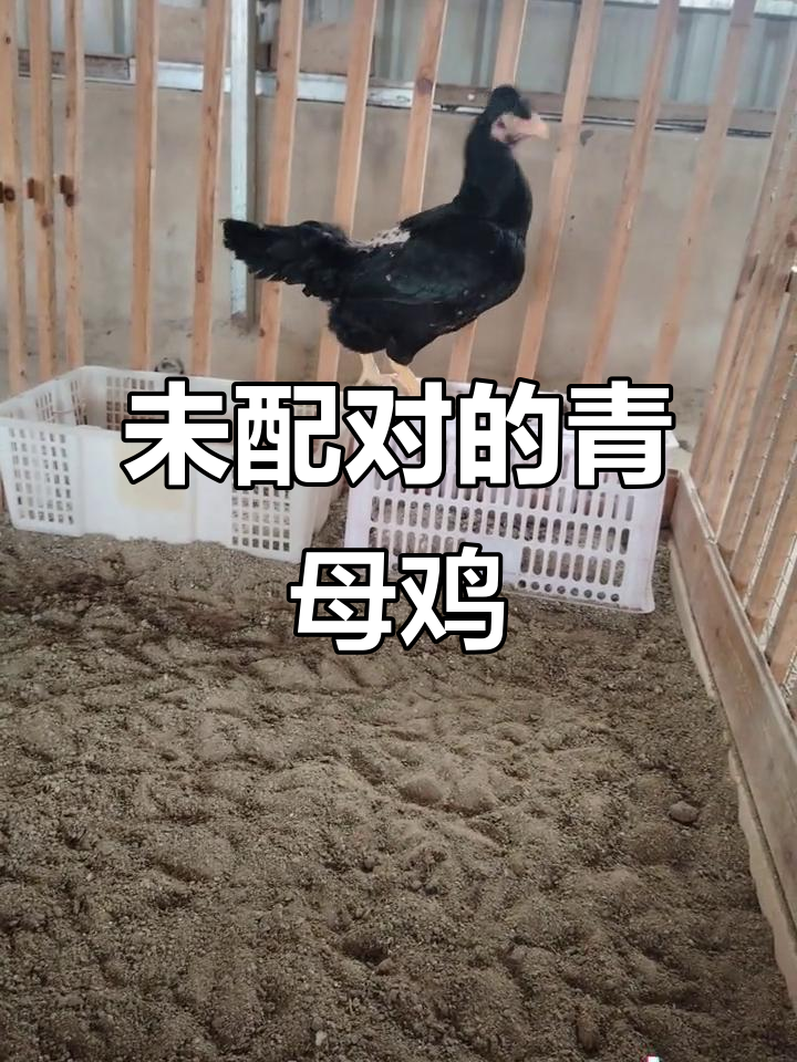 母鸡未配对,风头青母鸡正在下蛋