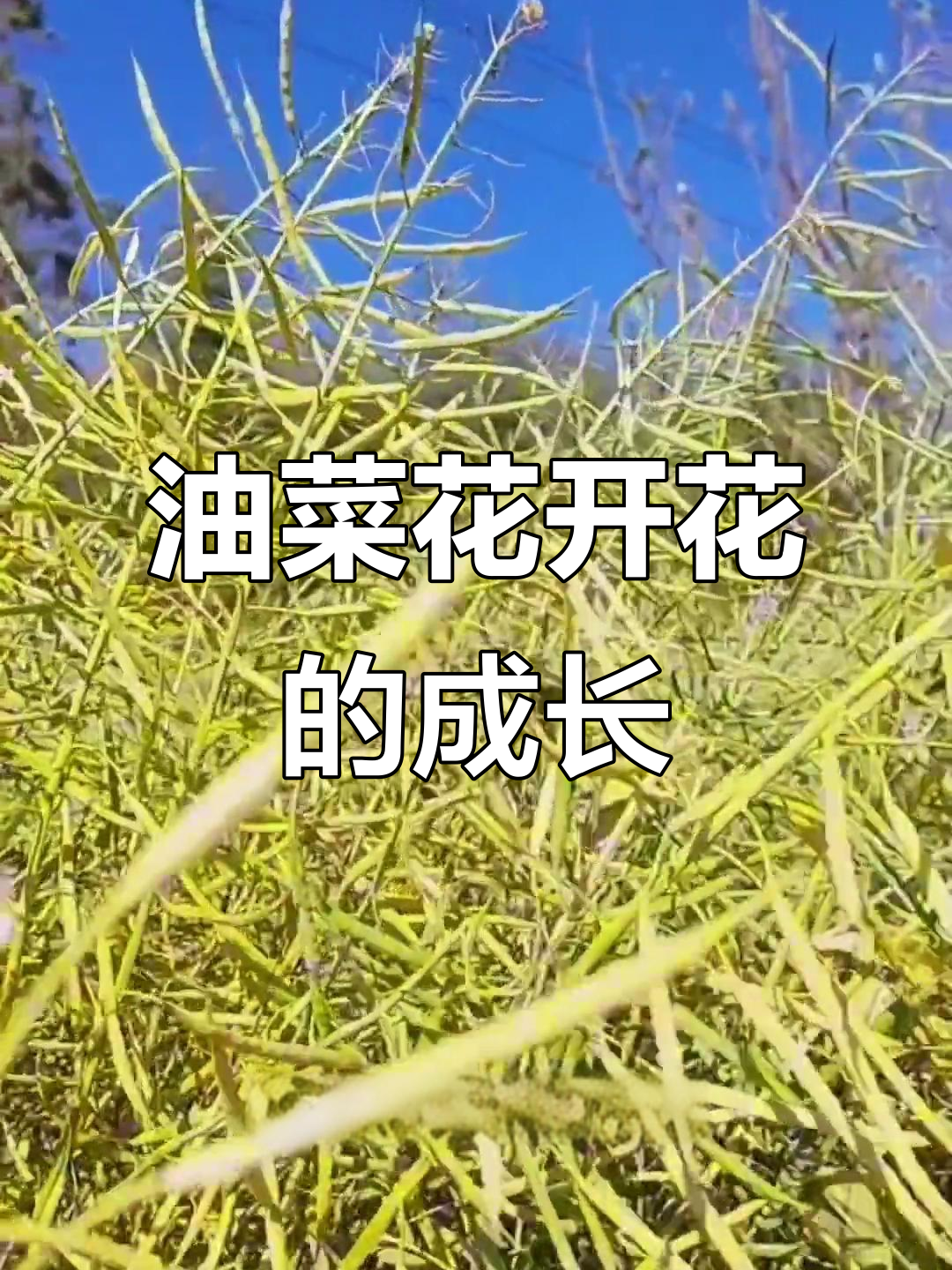 油菜花从播种到榨油,生长全过程揭秘