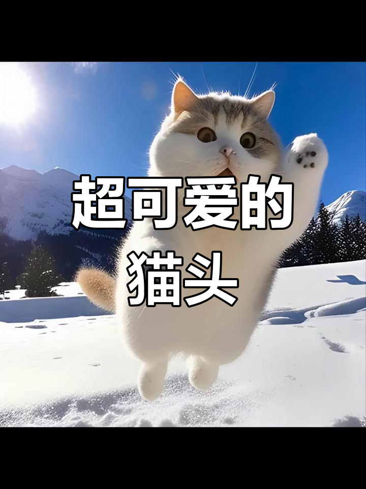 这些猫咪头像太萌了,舍不得不存