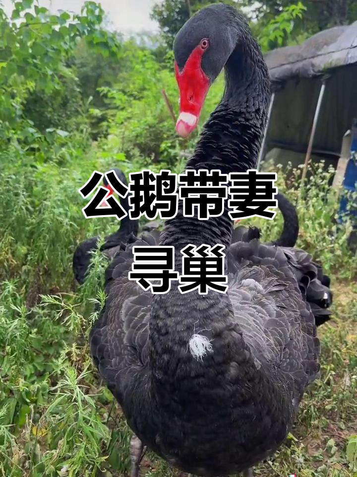 公鹅带着两个老婆找窝生蛋，繁殖季节来临！