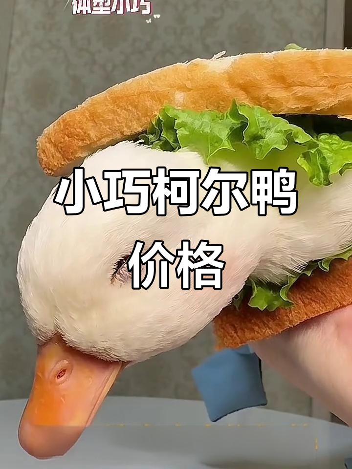 柯尔鸭:小巧呆萌,适合家庭宠物与景区观赏