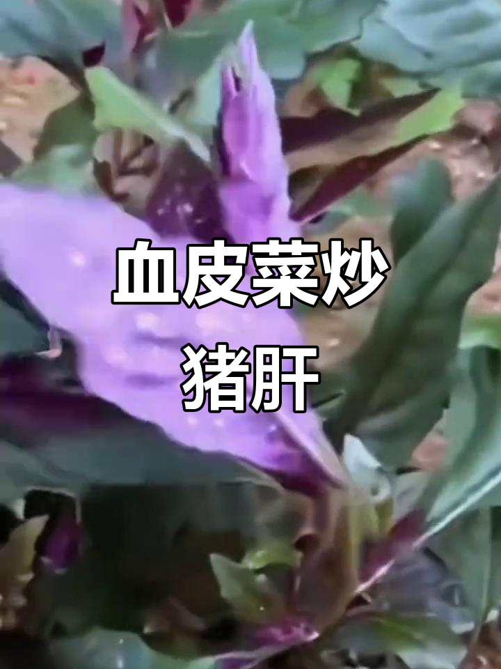 血皮菜炒猪肝,营养又美味!四季可采的紫背天葵