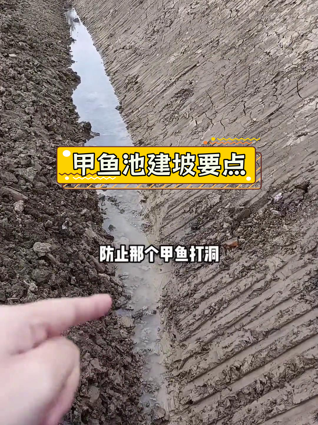 甲鱼池塘建设技巧:坡度平整与防洞设计