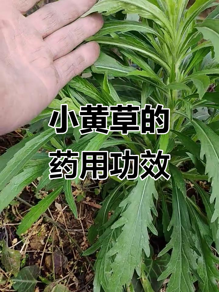 牛尾巴草的神奇作用,消炎利尿效果惊人