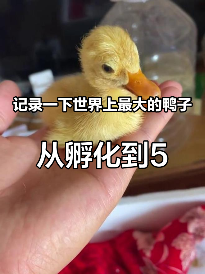 记录一下世界上最大的鸭子,从孵化到5个月大的成长变化 养鸭 观赏鸡 宠物鸡 鸭子