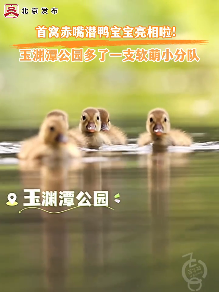 北京：首窝赤嘴潜鸭宝宝亮相啦！玉渊潭公园多了一支软萌小分队