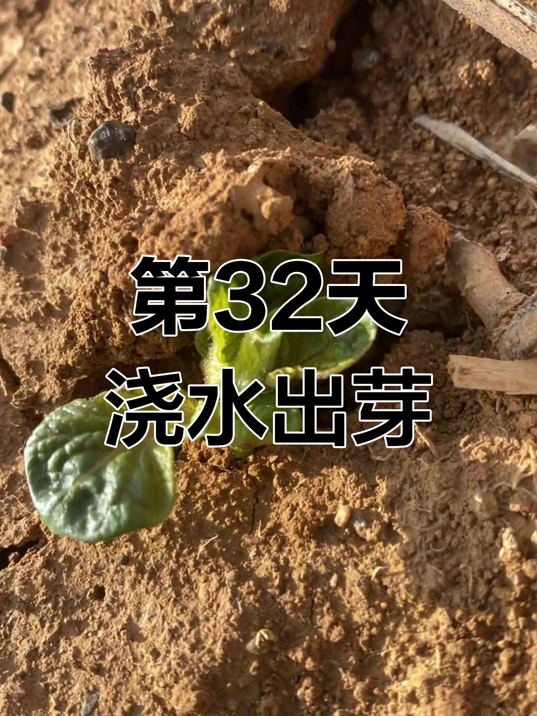 土豆种植32天,浇水两次后开始发芽