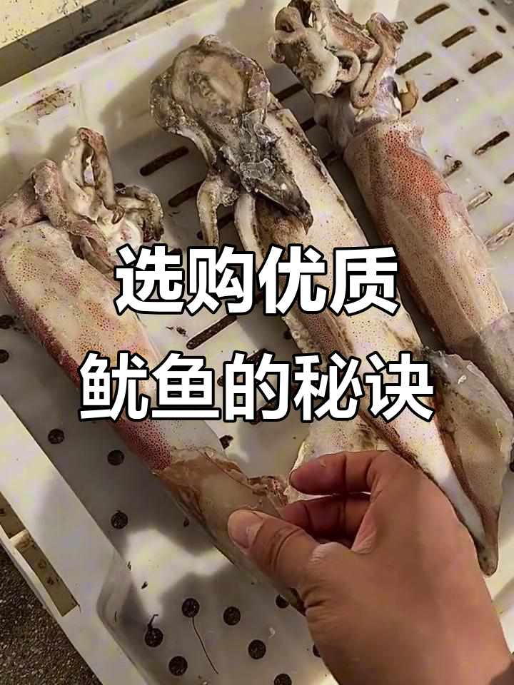如何挑选新鲜鱿鱼,避免泡水与添加剂的小技巧