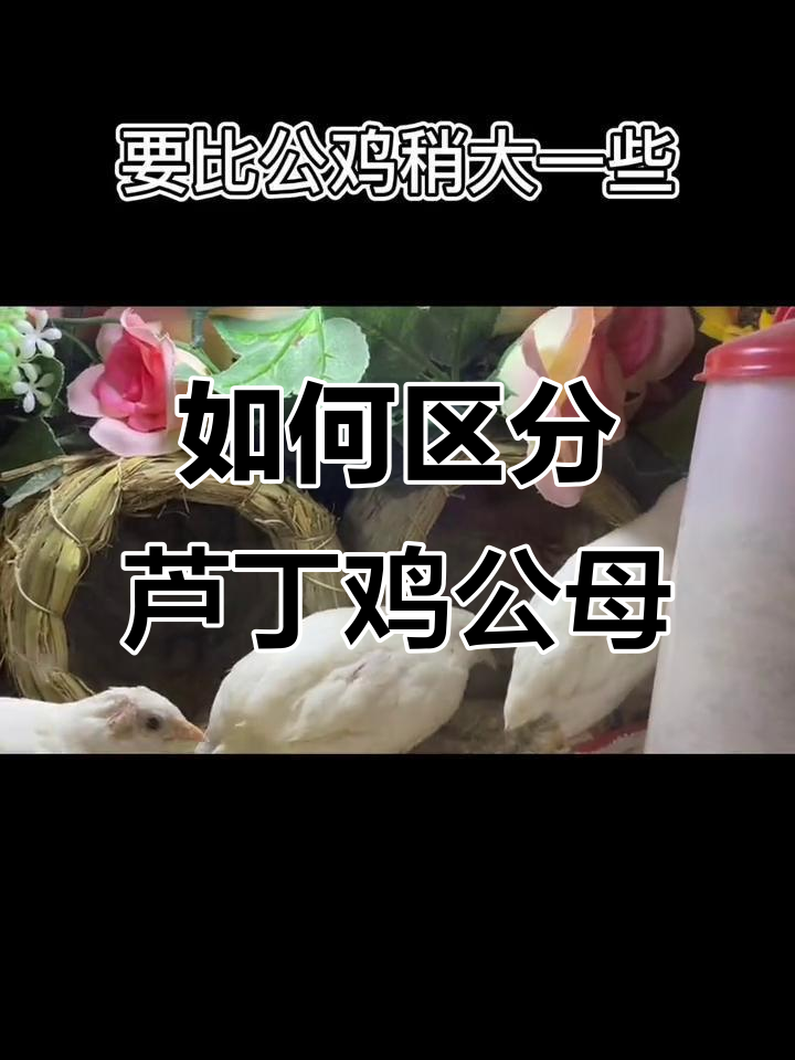 芦丁鸡公母分辨技巧,脚趾、围脖、体型全都有用