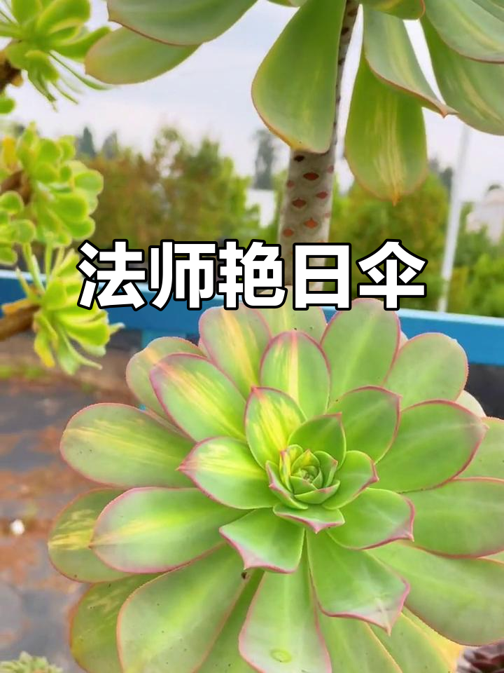 艳日伞法师:美丽多肉植物,带你了解它的魅力