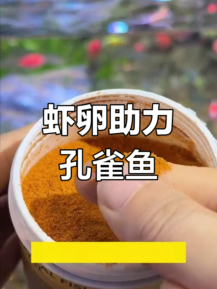 孔雀鱼吃虾卵,生长迅速、色彩更亮丽!