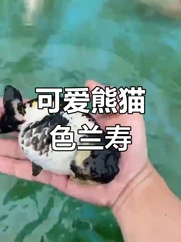 熊猫色兰寿金鱼,萌态十足