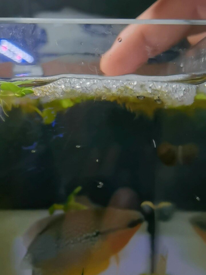 珍珠马甲鱼 孵化 自家繁殖