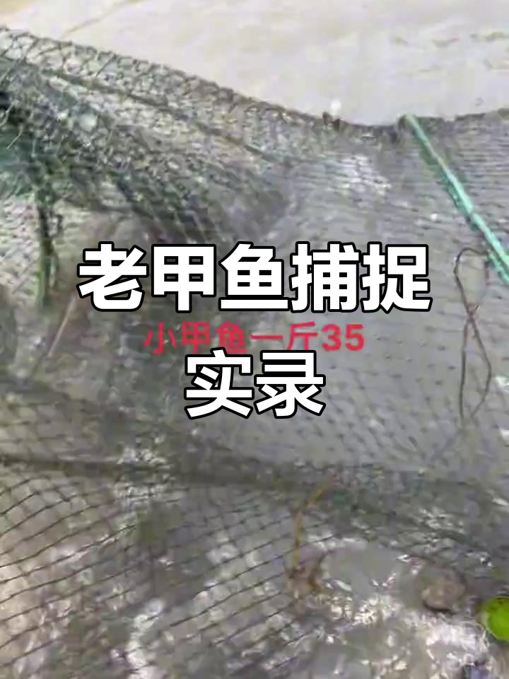 野生甲鱼捕捞现场,35-65元一斤的老甲鱼惊现真实户外