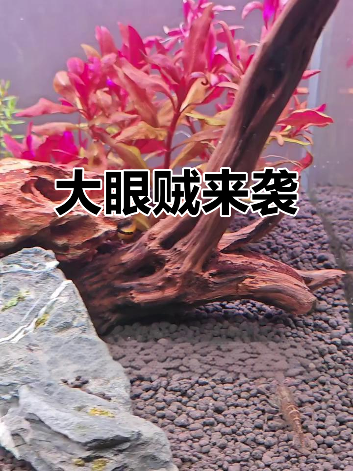 鱼缸里的“外星人”大眼贼,小心它团灭你的鱼儿