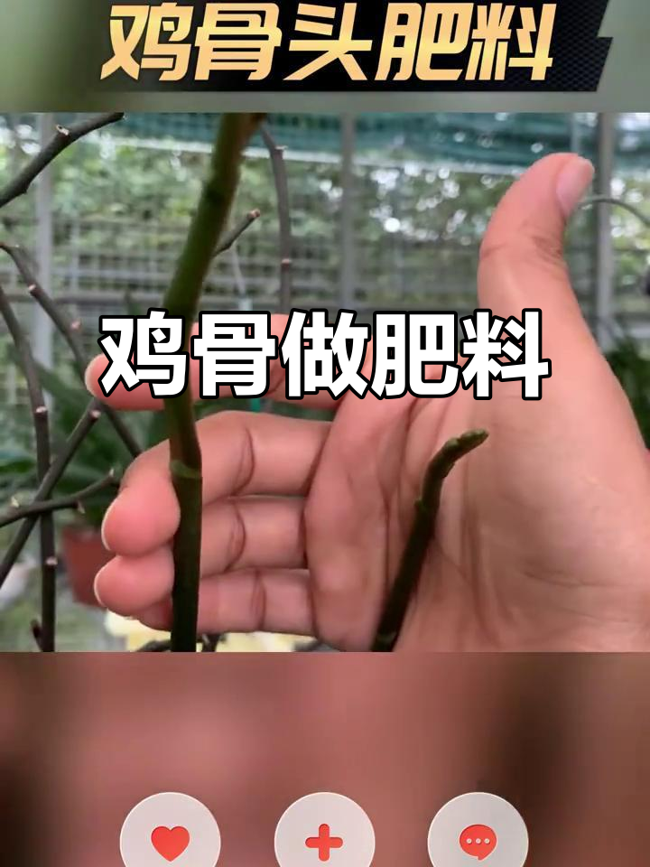 鸡骨头变肥料,兰花更健康