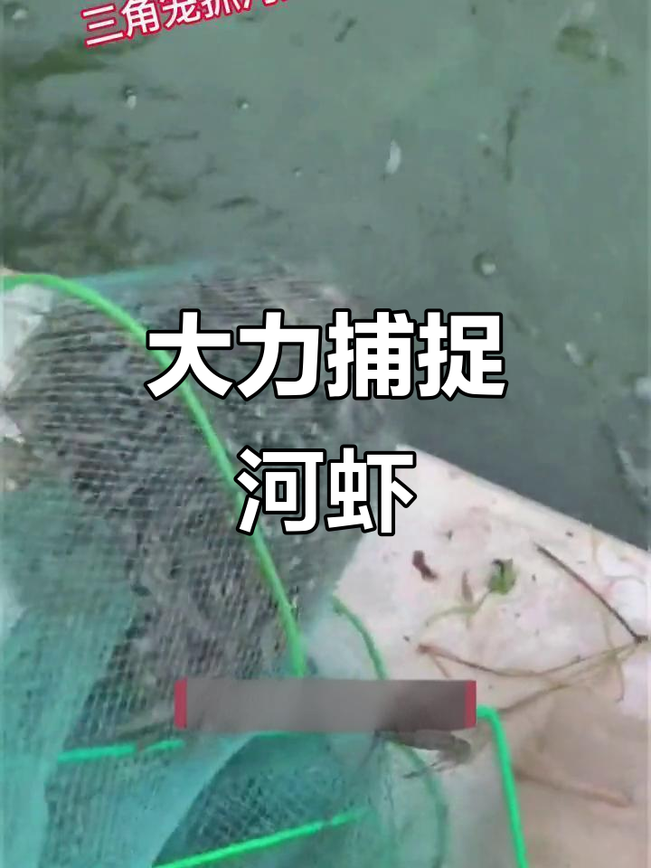 三角虾笼大捕河虾,轻松抓满一网