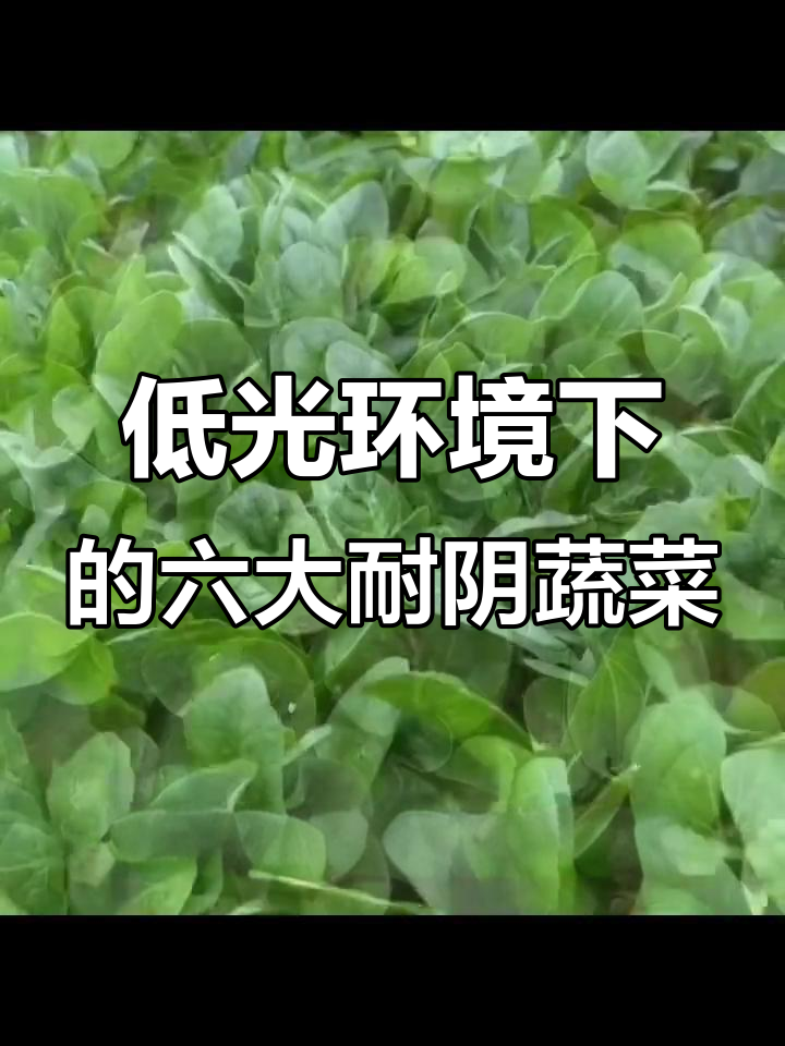 光照不足也能种!这6种蔬菜最适合室内种植